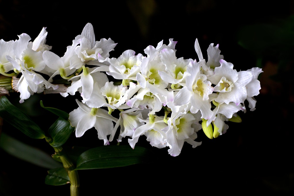 orchideeën orchidee orchideeen hdr bloem Orchidaceae natuur flora bloemen orchis sierbloem sierplant phalaenopsis orchidaceae